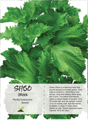 CYBEXIS XLR-40 - Kaori Ao Shiso Perilla - (2250 Seeds) Seed(2250 per packet)