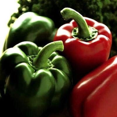 KNESSiN Capsicum Californian Wonder Seed(50 per packet)