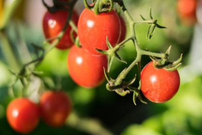 bn polymer tomato Seed(55 per packet)