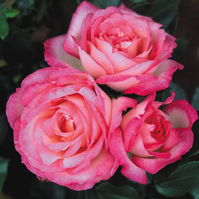 CYBEXIS PAU-79 - Kiss of Desire Climbing Rose - (100 Seeds) Seed(100 per packet)