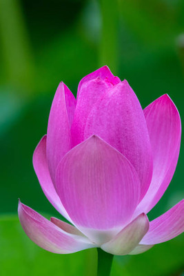 worldex lotus,kamal gatta Seed(10 per packet)