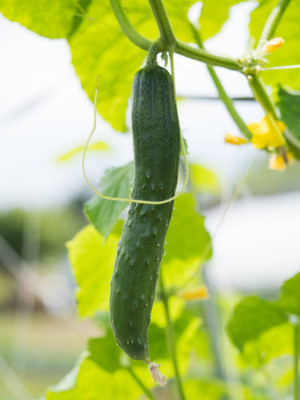 AFARTIOBINA 44 PCS CUCUMBER SEEDS Seed(44 per packet)