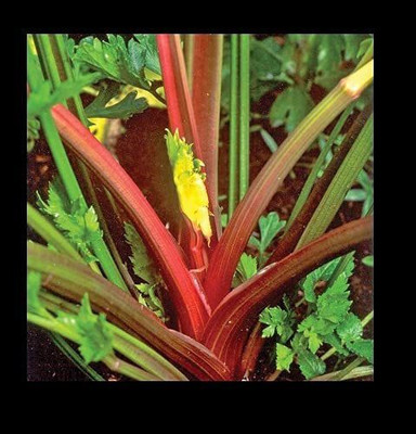 VibeX KGF -71 - Rare Red Celery - (2250 Seeds) Seed(2250 per packet)