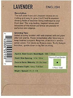 CYBEXIS Medicinal Herb Seed Lavender-100 Seeds Seed(100 per packet)