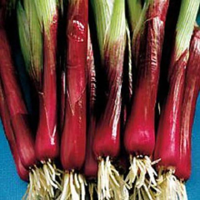KNESSiN Spring Onion Seed(200 per packet)