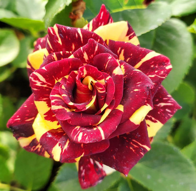 Qualtivate HUA-9A Abracadabra Rose Seeds Seed(25 per packet)