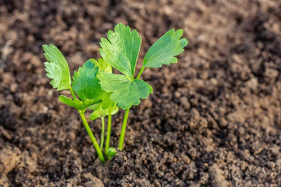 CYBEXIS PUAS-43 - Tall Utah Celery - (2250 Seeds) Seed(2250 per packet)