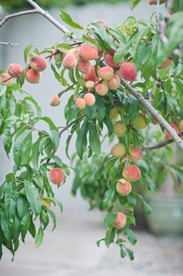 Aywal Peach Fruit Seed(6 per packet)
