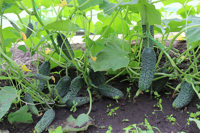 CYBEXIS VVI-89 - Cucumber Titus for Pickling - (150 Seeds) Seed(150 per packet)