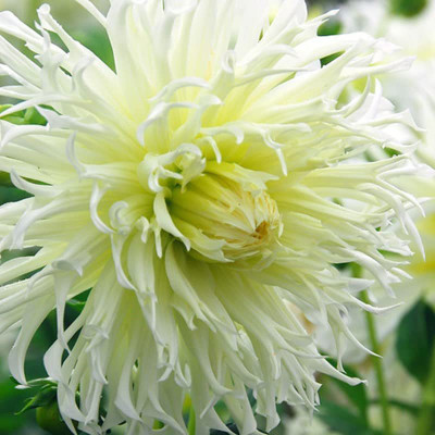 CYBEXIS GUA-66 - Delightful Dahlia Flower Mix - (60 Seeds) Seed(60 per packet)