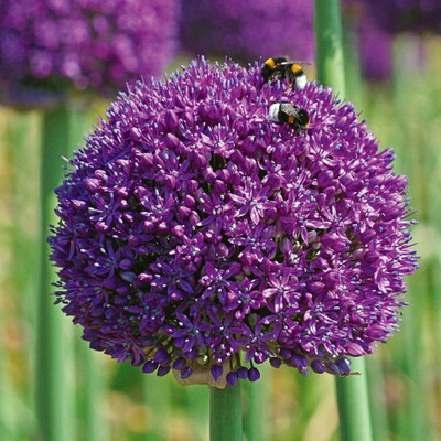 KNESSiN Heirloom Ornamental Onion Seeds for Home Gardening-(600 Seeds) Seed(600 per packet)