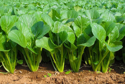 Aywal Palak Spinach Seed(225 per packet)