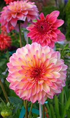 CYBEXIS VVI-72 - Mix Dahlia Pompon Flower - (60 Seeds) Seed(60 per packet)