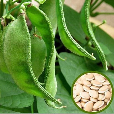 BDSresolve Runner Beans Hybird Seeds Pack of 13 Seed(13 per packet)