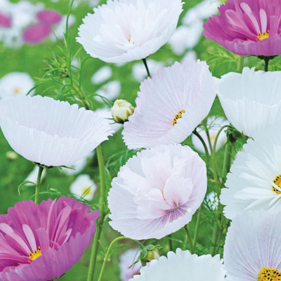 CYBEXIS Cosmos Flower Seeds Producing Pink & White Blooms Seed(1 g)