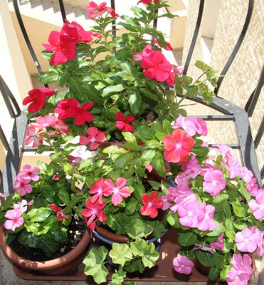 Lorvox Hybrid Imported Vinca Flower Seed(35 per packet)