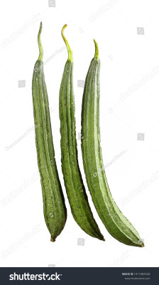 Paudhaa F1 best quality RIDGE GOURD Seed(21 per packet)