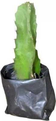 ibains Dragon tree plant Seed(1 per packet)