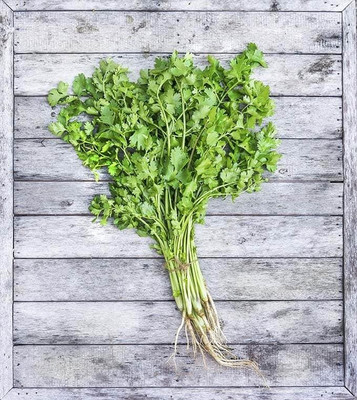 CEZIUS Easy to Grow Cilantro/Coriander Herbs-b8X Seed(340 per packet)
