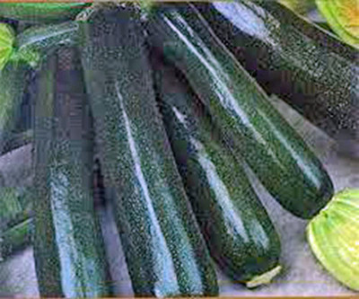 VibeX GBPUT-61 - Zucchini Squash Black Beauty - (75 Seeds) Seed(75 per packet)