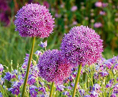 WILLVINE SCI-996 Giant Onion Seeds Allium Giganteum-3000 Seeds Seed(3000 per packet)