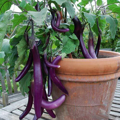 Aywal Brinjal Seed(700 per packet)