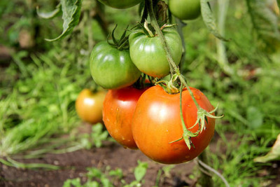 XEFRA tomato Seed(120 per packet)