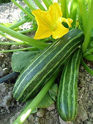 Biosnyg Organic Cocozelle Green Zucchini Vegetable Seeds For Gardening - (20 Seeds) Seed(20 per packet)