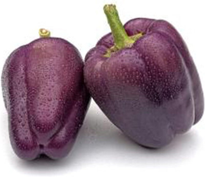 KNESSiN Capsicum Capsicum Seed(50 per packet)
