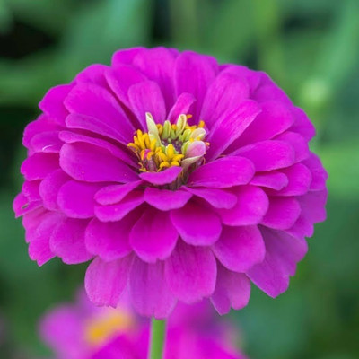 Greenfall Mix Color Zinnia Flower Seeds Pack - 25 Count for Gardens Seed(30 per packet)