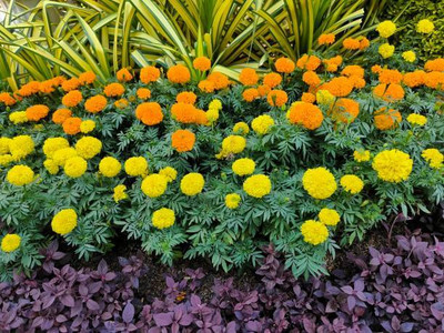 ravel moringa seed marigold/gende ka phool flower seeds Seed(50 per packet)