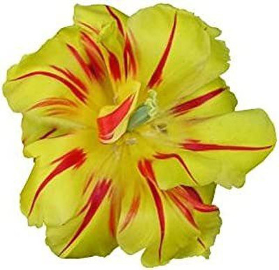 MAA Morning Glory Seed(22 per packet)