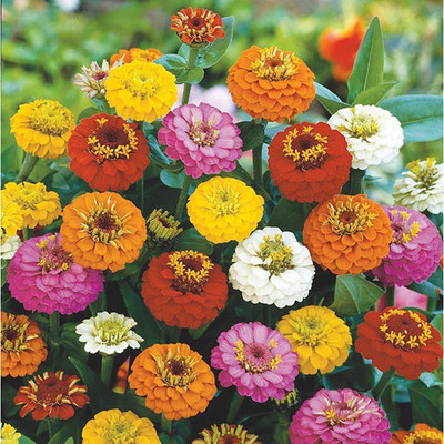 M-Tech Gardens Zinnia Flower Seed(30 per packet)