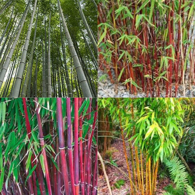 ibains Bamboo seeds for farming bij 220 Seed(220 per packet)