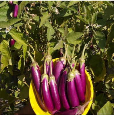 JAYANTAHALDER BRINJAL, BEGUN Seed(205 per packet)