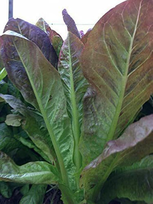 CYBEXIS Heirloom Lettuce Red Romaine Seeds2000 Seeds Seed(2000 per packet)