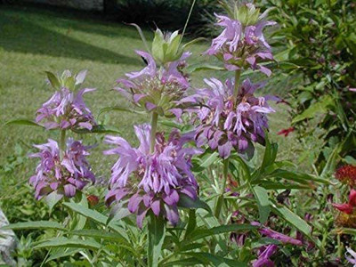 CYBEXIS XLL-86 - Herb Lemon Mint - (2250 Seeds) Seed(2250 per packet)