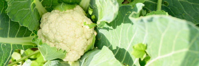 cauliflower white cauliflower,gobhee seeds Seed(13 per packet)