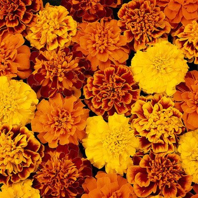 Aywal Marigold F2 Dwarf Double Orange Flower Seed(6 per packet)