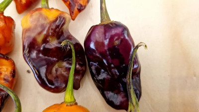 Biosnyg Organic Pink Tiger Yellow Chilli Seeds for Terrace Gardening-(1000 Seeds) Seed(1000 per packet)