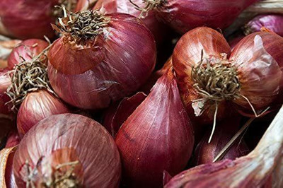WILLVINE XL-726 RED Shallot Onion Seeds Seed(1000 per packet)