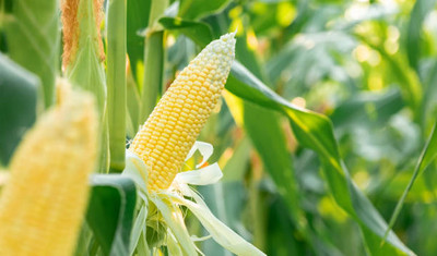 Kodali F1 Hybrid Corn Seeds Pack Of 26 Seed(26 per packet)