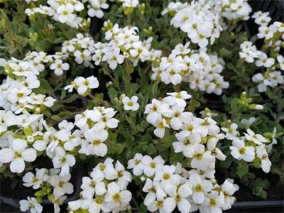 CYBEXIS PAU-62 - White Creeping Thyme - (150 Seeds) Seed(150 per packet)