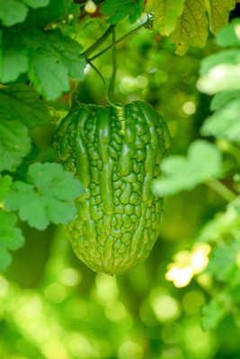 GREENZ bitter gourd,karela seeds Seed(30 per packet)