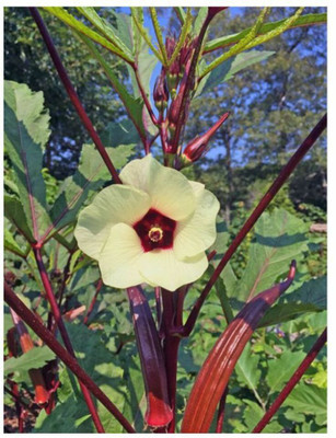 KLARKEE Z1039_W_Red Okra Bhindi (Lady’s Finger) Seeds Seed(100 per packet)