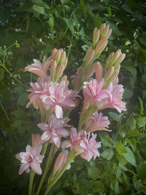 BSARKAR Double hybrid all season tuberose flowers seed Seed(6 per packet)