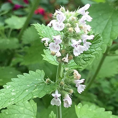 VibeX TLX-92 - Cat Mint Catnip - (4500 Seeds) Seed(4500 per packet)