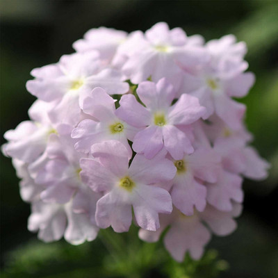 Biosnyg Verbena Flower Garden Seeds - Quartz XP Series -Silver[100 Seeds] Seed(100 per packet)