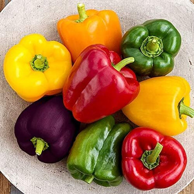 Biosnyg Non GMO Rainbow Capsicum Vegetable Seeds for Garden-(100 Seeds) Seed(100 per packet)
