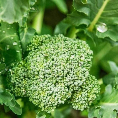 VibeX GBPUT-44 - Di Cicco Organic Broccoli - (1350 Seeds) Seed(1350 per packet)